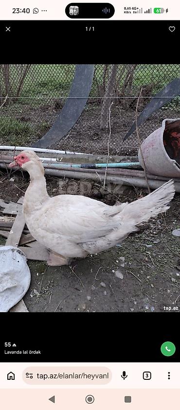 bakida cins ineklerin satisi: XAÇMAZDA ƏRKƏK SUPER CİNS LAL ÖRDƏKLƏR SATILIR YADA BARTER OLUNUR — 2