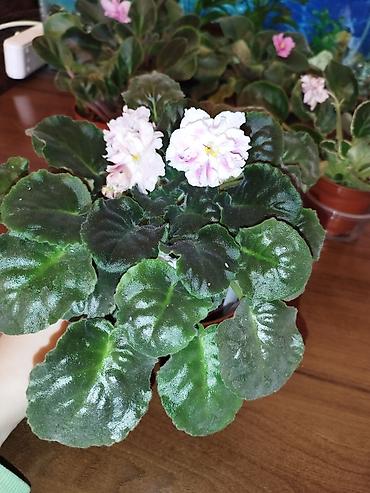 Фиалки и глоксинии: Продаю разные цветущие фиалки Цена за нецветущий 100 сом, остальные — 2