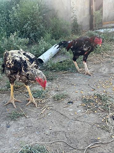hamster satisi: Heyratılar satılır qiymet razılaşma yolu ilə — 4