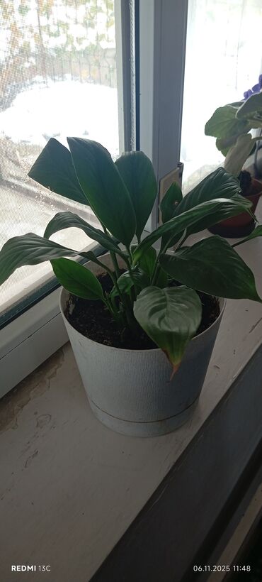 домашнии цветы: Спатифиллум (Spathiphyllum) в горшке - Пышный компактный куст с