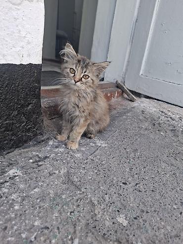 приют для котят: Кошка даром: Беспородная, 3 месяца, Девочка — 2