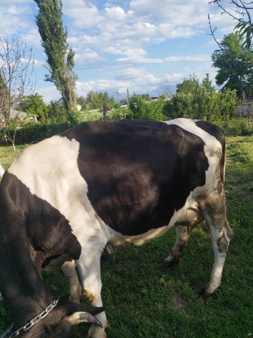 карова швит: Продаю | Корова (самка) | Голштин | Для молока | Племенные