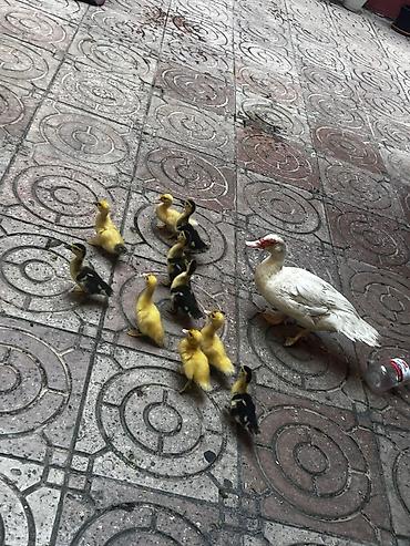 bocek satışı: Dişi, | Lal ördək, Yumurtalıq — 2