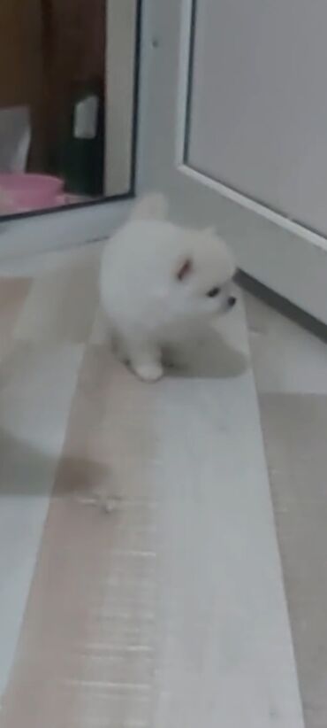 İtlər: Şpitz, 1 ay, Erkek — 7