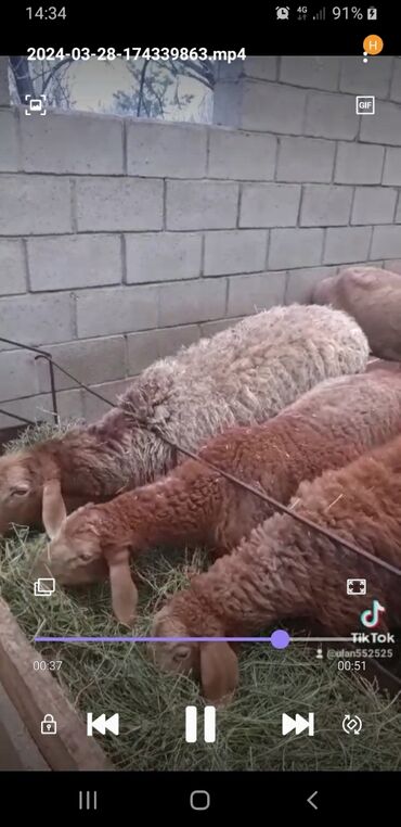 стрижка овец сокулук: Продаю | Овца (самка) | Арашан | Для разведения
