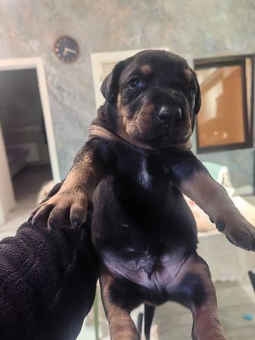 İtlər: Doberman, Pulsuz çatdırılma — 10