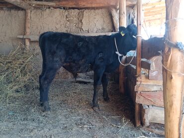 Коровы, быки: Продаю | Бык (самец) | На откорм | Привязанные — 2