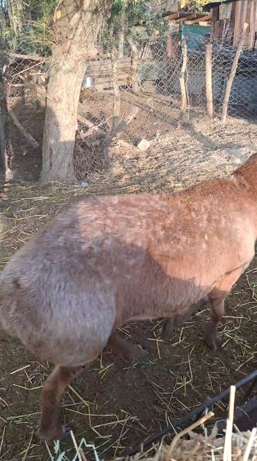 домики для котов: Зоотовары