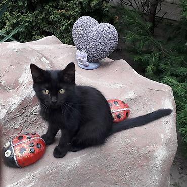где взять котенка: 3 месяца, Мальчик, Приучена к лотку, Проглистована — 6