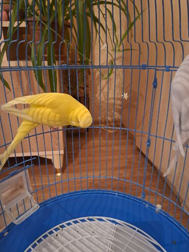 Tutuquşları: 1cut.erkek dişi.1yaş yoxdu.çex tutuquşu.saqlam.teze qefes.yuva teze — 4