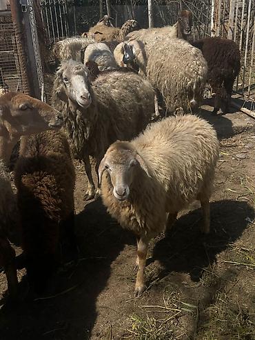 Qoyunlar, qoçlar: Qoyun sürüsü satılır - Növlər: yerli qarışıq ət-yun istiqamətli — 8