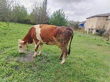 Inəklər, öküzlər: Simental boğaz sünü mayalanmaynan Dekabr 15 doğacaq sütü 23 litir hal — 4