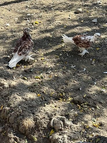 topdan pisik yemekleri: 1 cut delfin 1 cutde kirpi bala satilir optom ve ya cut ciddi alicilar — 5
