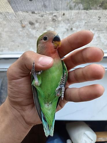 tutuquş: Sevimli “Lovebird” (Ağüzgülü Agapornis) tutuquşu - Növ: Agapornis — 2