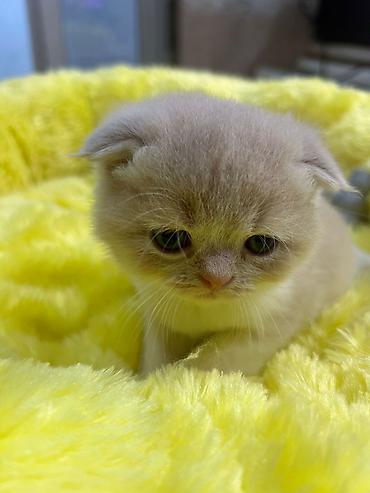 Pişiklər: Şotland — 7