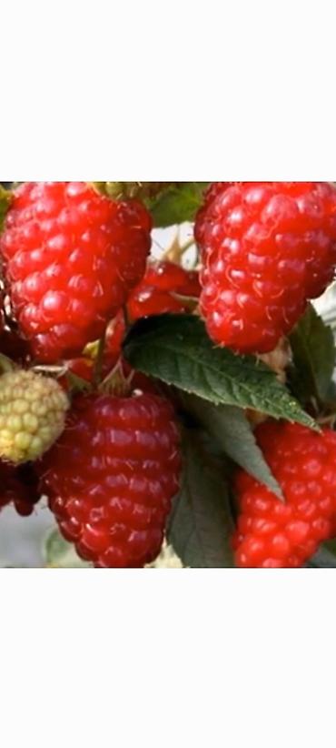 Малина: Саженцы. Питомник. Малина Новый сорт. Ягоды крупные, саженцы тоже — 7