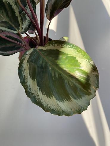 Бөлмө өсүмдүктөрү: Калатея медальон (Calathea ‘Medallion’) в пластиковом горшке — 2