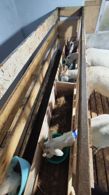 Keçi, çəpiş: Sanen keçiləri satılır. Çəkilisdə heç bir effekt istifadə edilməyib — 23