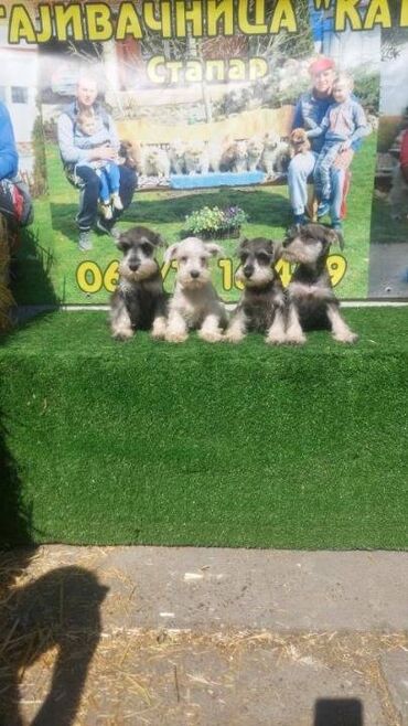 Psi: Patuljasti Snaucer biber so Stenci patuljastog snaucera traze nove — 5