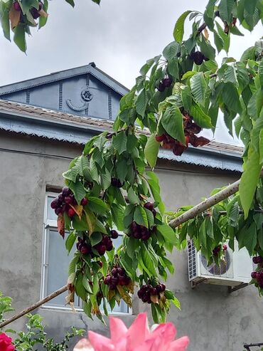 Həyət evləri və villaların satışı: 4 otaqlı, 120 kv. m, Kredit yoxdur, Orta təmir — 4