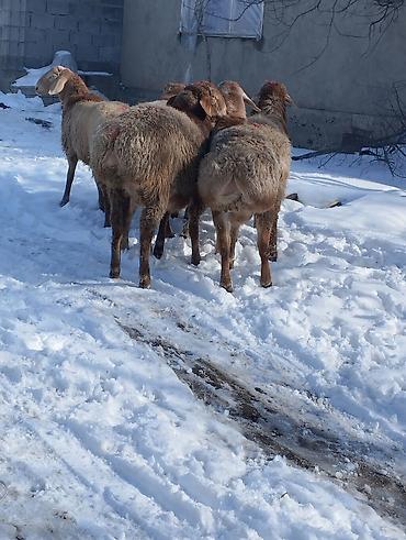 Баран, овца: Продаю | Овца (самка) | Для разведения | Племенные — 7