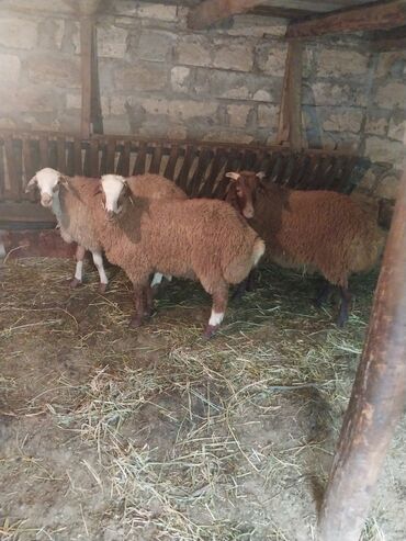 qurbanliq qoyun satisi: Erkək, il: 1, 40 kq, Ətlik, Ünvandan götürmə