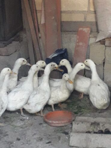 Ördəklər: Kuban ördekleri satılır biri 7.50 qəpiyə ünvan Şəki .Bakıya ve bezi