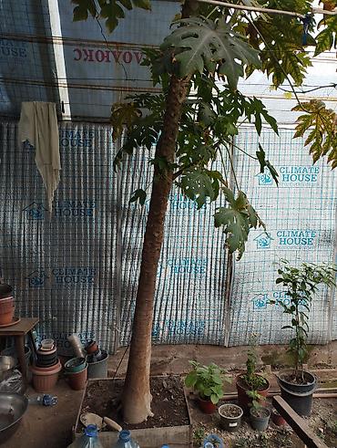 папайя: Папайя (Carica papaya) в горшках — саженцы для теплицы или зимнего — 4