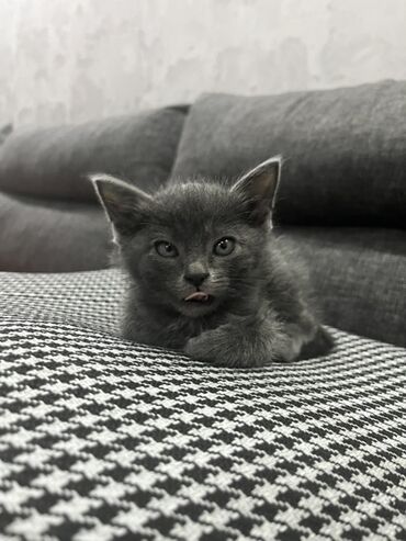 купить собаку боксер: Кошка даром: Беспородная, 2 месяца, Мальчик, Приучена к лотку