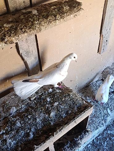qarğa balası satılır: Quş göz qabaqinda tutulma quşdu salaq qenedi 17-18 tük olmalidi maya — 2
