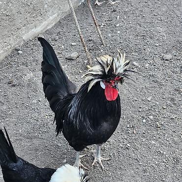 Toyuqlar: Toyuq, Damazlıq — 10