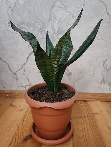Комнатные растения: Sansevieria (Qayın dili) – otaq bitkisi, gil rəngli dibçək və — 1