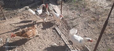 toyuq qaz: Курица, Liqorin, Для яиц, Самовывоз