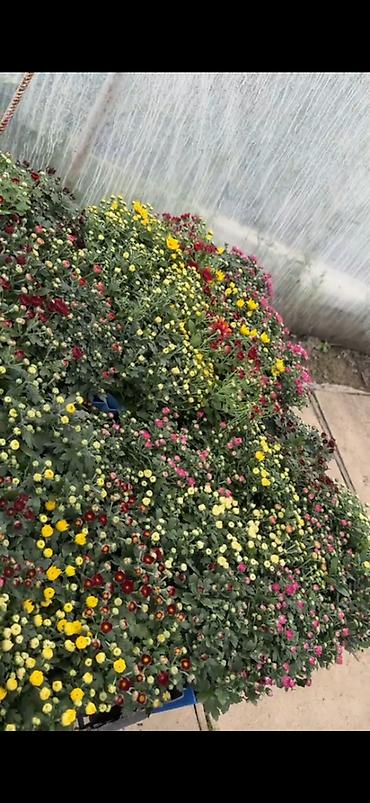 Xrizantema (Chrysanthemum) bəzək kolları – çoxrəngli sortlar -
