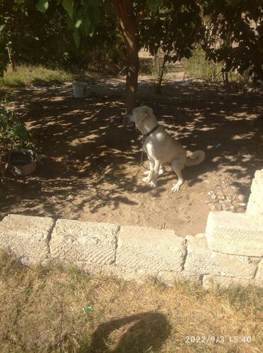 İtlər: Tür: İt (böyük cins, sarı-krem rəngli, qara maskalı) Təyinat: Həyət və — 9