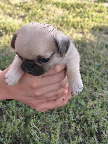 Продажа собак: Мопс, 1 месяц, Самка — 2