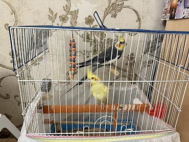 Зоотовары: Məhsul: Nimfa (cockatiel) cütü və qəfəs dəsti Dişi ve Erkek, disi 6 — 2