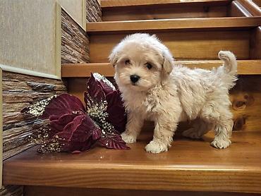 mini spitz: Pudel — 4