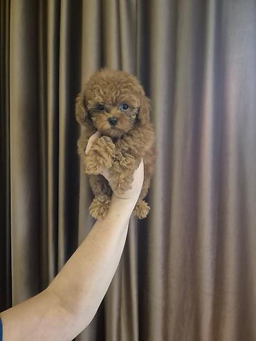minyatür poodle: Pudel, 3 ay, Dişi, Peyvəndli, Ödənişli çatdırılma — 4
