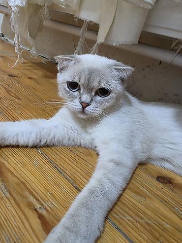 Кошки: Шотландская — 2