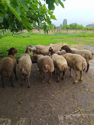 sudluk inekler satışı: Fərqli çəkilərdə qurbanlıq qoçlar satılır. 6 aydan yuxarı sağlam — 4