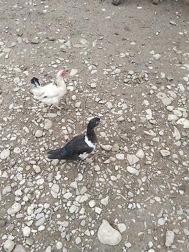 cuce ve xoruz temsili: 5 eded lal ördek 2 erkey 3 dişi cins qiymet sondu Məhsul təsviri: - — 3