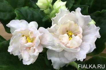 Фиалки и глоксинии: 🌱🌺🌱 Продаю сортовые ДЕТКИ стандартных, трейлерныхмини и полумини — 15