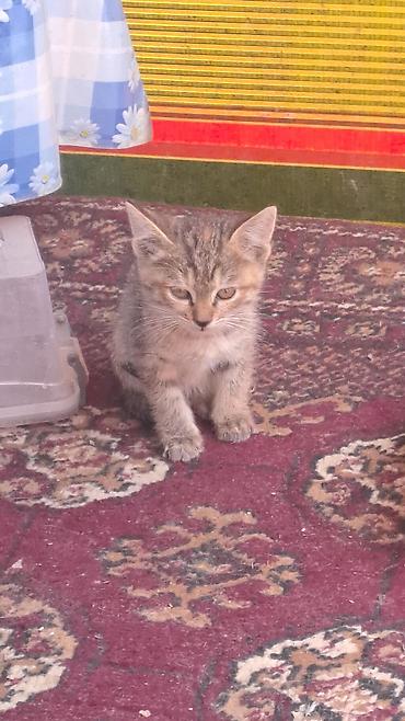 котята отдам в хорошие руки: Котёнок полосатый (табби) - Окрас: коричнево-серый тигровый табби с — 1