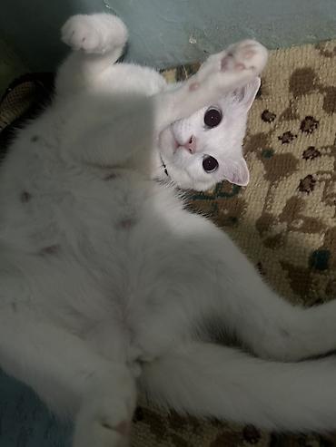 котята сибирской кошки купить: Белоснежные котята с короткой шерстью и ярко‑голубыми глазами. Ушки — 6