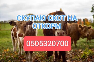 корма для крс: Куплю | Коровы, быки, Лошади, кони | На откорм, Откормленные, Самовывоз