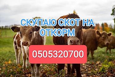 кошки бишкек купить: Колбасный цех : Коровы, быки, | На откорм — 1