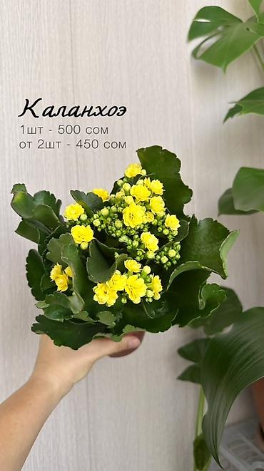 молочай цветы: Комнатные растения в наличии🌿 Как всем известные, так и редкие — 9