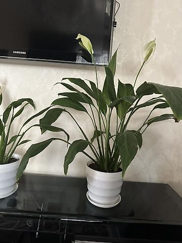 покрывалы: Спатифиллум (Spathiphyllum) в горшке - Крупное комнатное растение с — 4
