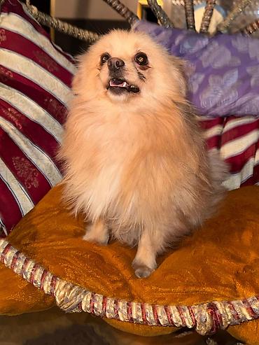 İtlər: Şpitz, 1 il, Erkek, Peyvəndli — 10